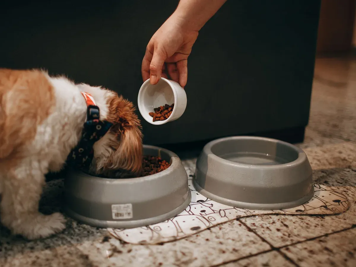 Hund som får torrfoder serverat i sin matskål