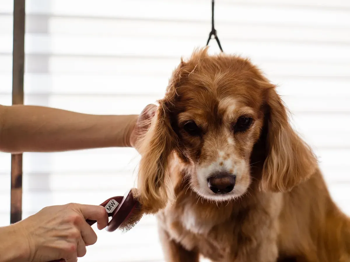 Cockerspaniel som borstas vid pälsvård