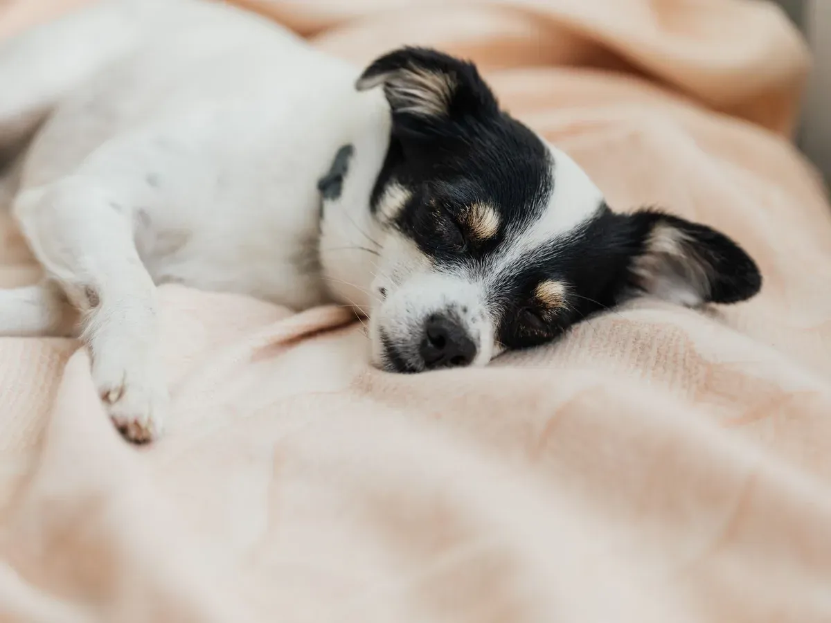 Hund som sover djupt i en mjuk filt