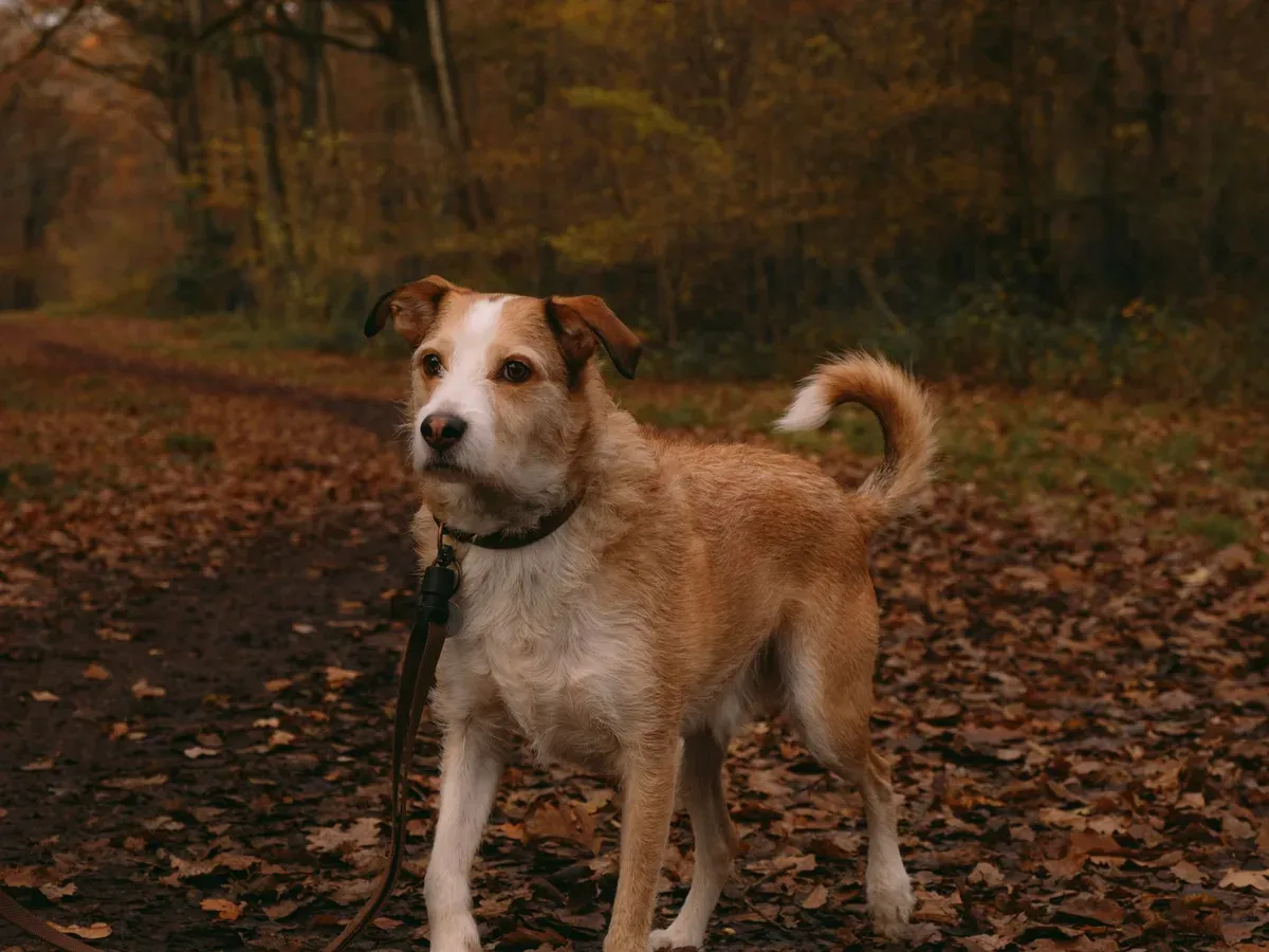 Kopplad hund på skogsstig i höstfärger