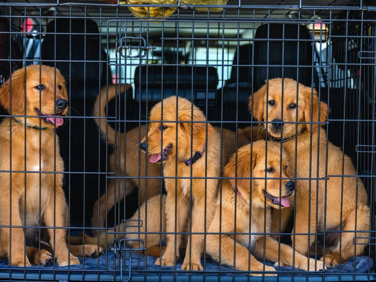 Golden retriever-valpar i transportbur i ett bagageutrymme