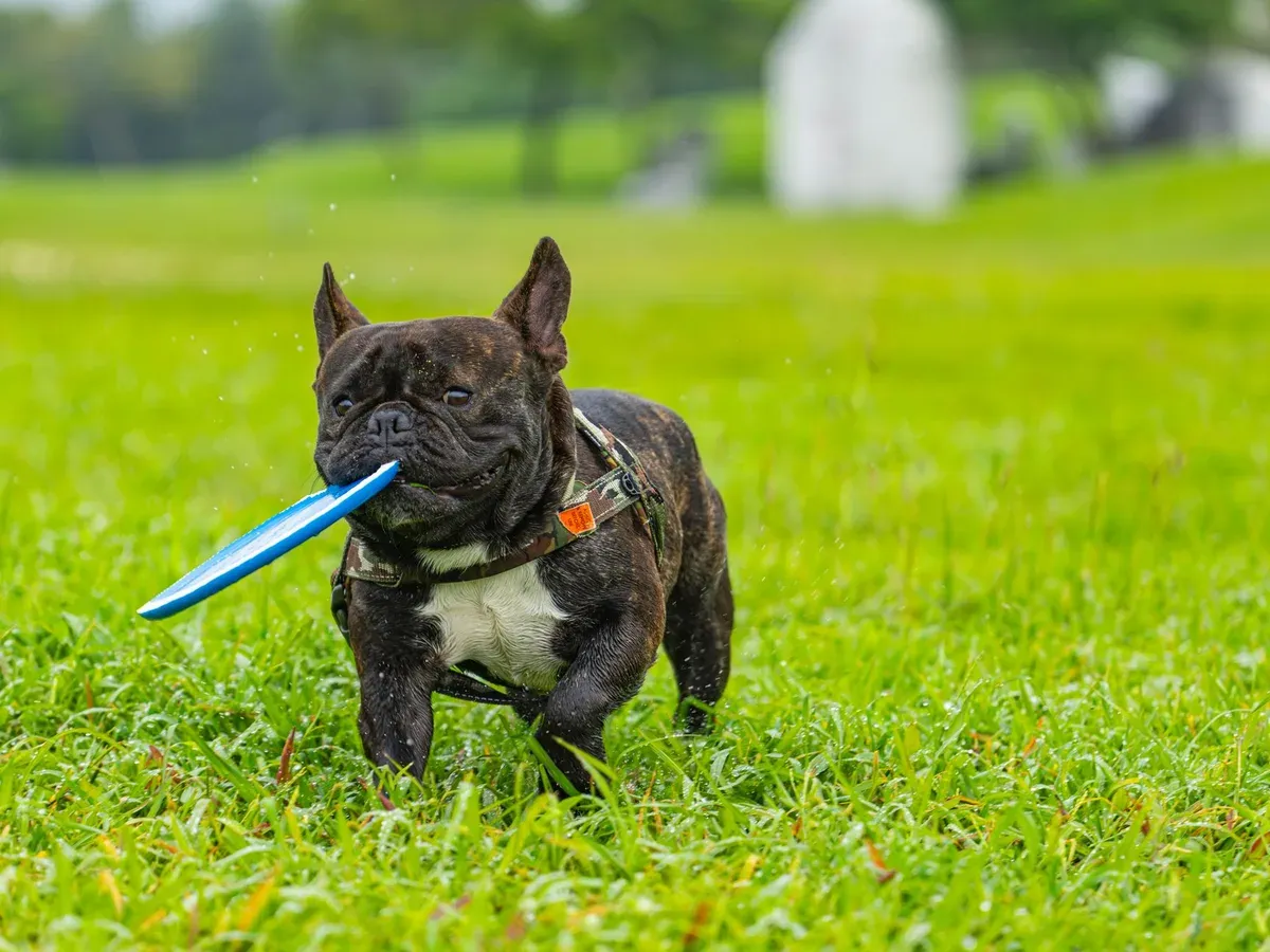 Fransk bulldogg som apporterar en frisbee på gräs